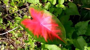 HEART OF JESUS PLANT, ELEPHANT EAR PLANT, ANGEL WINGS PLANT, CALADIUM PLANT ☘️