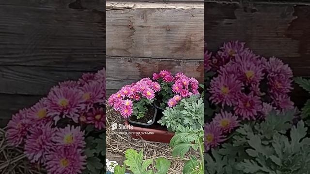 Что делать с хризантемой Мультифлорой?