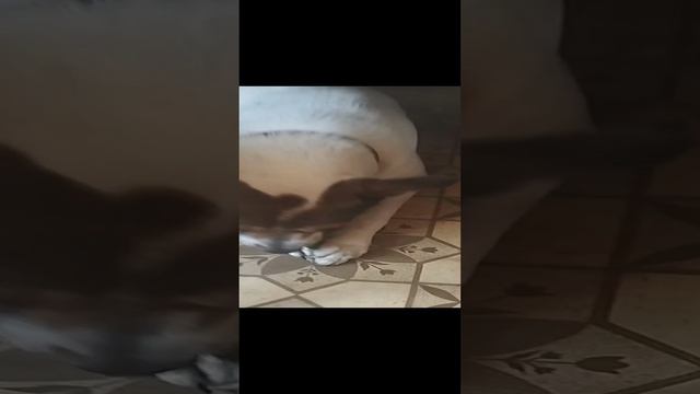 Амур веган