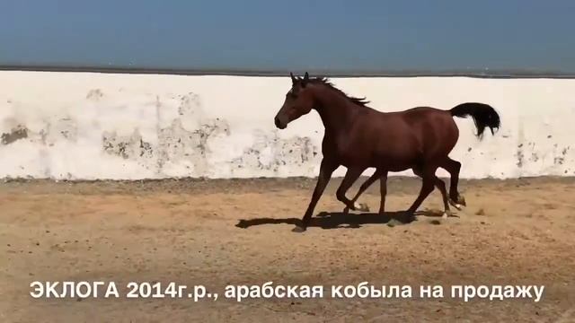 Продажа лошадей арабской породы, кобыла ЭКЛОГА 2014г.р.