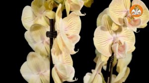 Фаленопсис Карен - обзор