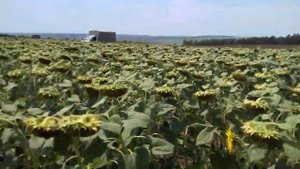 Майсадур 85 су