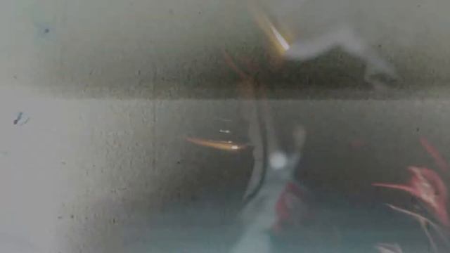 STARTER Focus Promo 2 Believe смотреть онлайн