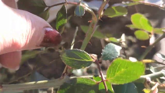 Как перезимовали розы в укрытиях после экстремальной зимы 🌹🌹🌹🌿🌿🌿