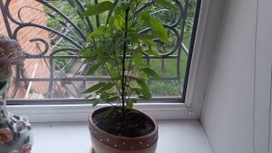 Самоопыляемый перец на подоконнике