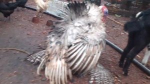 Turkey Mating