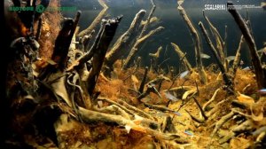 Неон Красный. Содержание, разведение, кормление. Как обустроить аквариум