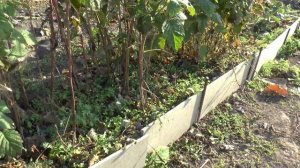 Штамбовая малина осенью перед укрытием в зиму