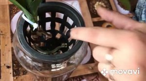 У Ванды сгнили все корни😱 спасаю Ванду.