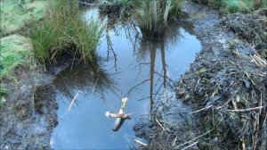 Борьба с бобрами продолжается. Чья возьмет?