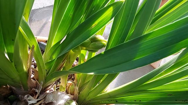 Sopravvissuti al rinvaso invernale ? смотреть онлайн