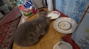 Как приучить кошку к туалету, самый бюджетный горшок для кошки, как правильно кормить кошку рыбой.