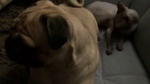 Мопс ХРЮНЯ ПУКАЕТ и хрюкает/  Хрюня +Моли/смешной и ласковый мопс сфинкс/любовь/