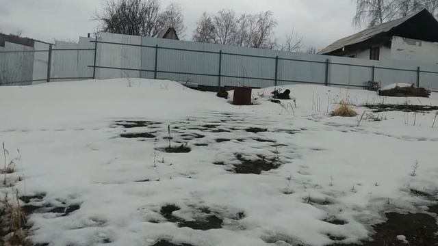 04.04.2021 весна на даче в Сибири, заготавливаю саженцы гортензии смотреть онлайн