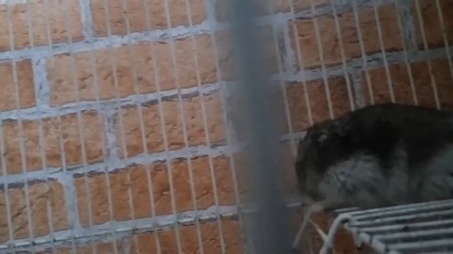 День хомячков #2 - Маленькие шустрики смотреть онлайн