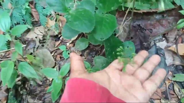 BERBURU TANAMAN HIAS di HUTAN TROPIS@marioplant смотреть онлайн