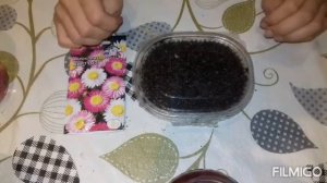 Акроклинум (Гелиптерум) от А до Я / сухоцвет / от посева до цветения за 10 минут / посадка и уход