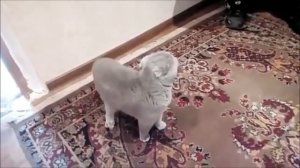 Говорящий кот говорит   Галя Галя Галя