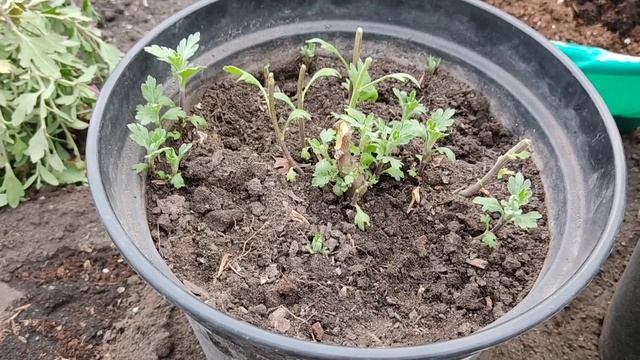 Хризантема мультифлора. Готовимся к зимовке. Три способа сохранения хризантемы мультифлоры зимой.