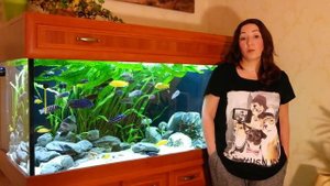 Малавийские цихлиды 540л. Изготовление лечебного корма на основе метранидазола.