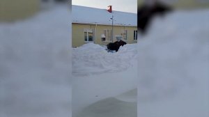 Раненый лосёнок прибился к школе села Бриакан Хабаровского края