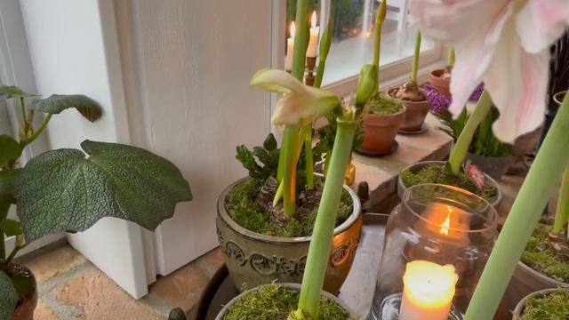 Amaryllis blooming in January смотреть онлайн