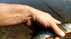 На живца, за хищником.