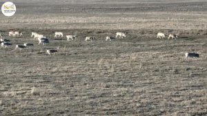 Приоткрывая заповедные двери…    Степь жива пока бежит сайгак