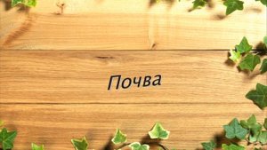 КРЕСТОВНИК или СЕНЕЦИО | Виды, уход и размножение в домашних условиях