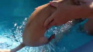 Чихуахуа плавает в бассейне