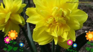 Нарцисс обыкновенный Голден Дукэт. Краткий обзор, описание характеристик narcissus Golden Ducat