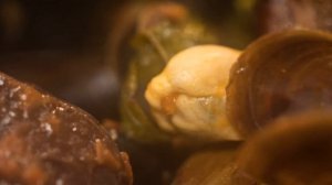 Мидии. Болгарское застолье