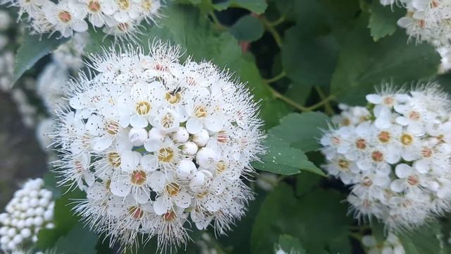 нсекомые в акации 2(2) смотреть онлайн