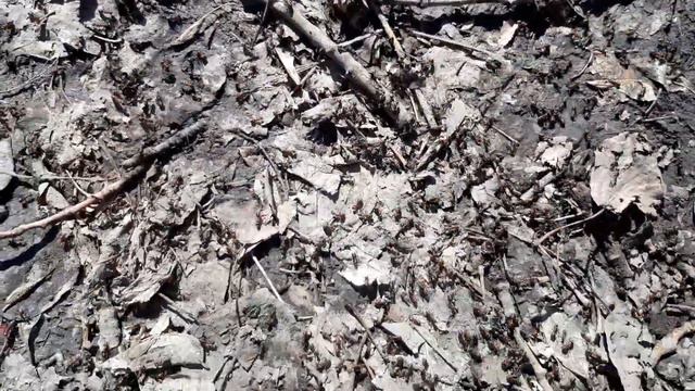 Большие муравьи атакуют китайские кроссовки смотреть онлайн