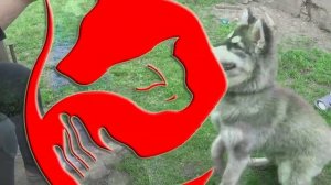 Дрессировка хаски | Все о собаках