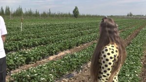 Выращивание клубники в открытом грунте. Отчет с семинара "Ягодные культуры 2015" в ЛПХ Павливские.