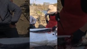 Сегодня разделываем  клариевого сома для шашлыка.