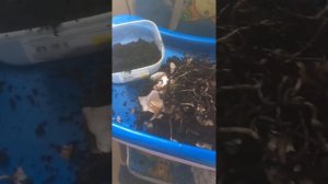 Гиппеаструм. Красная гниль