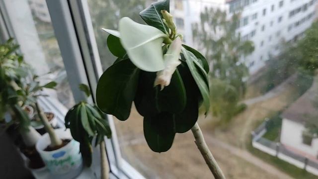 АДЕНИУМЫ на подвой новые посылки #адениум #adenium смотреть онлайн