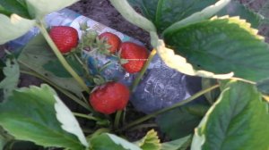 ЗЕМЛЯНИКА ЭЛИАНЕ НЕ  ОПРАВДАЛА   МОИ НАДЕЖДЫ   , ОПИСАНИЕ КЛУБНИКИ ЭЛИАНЕ