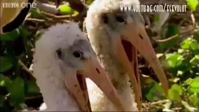 Пеликаны смеются
