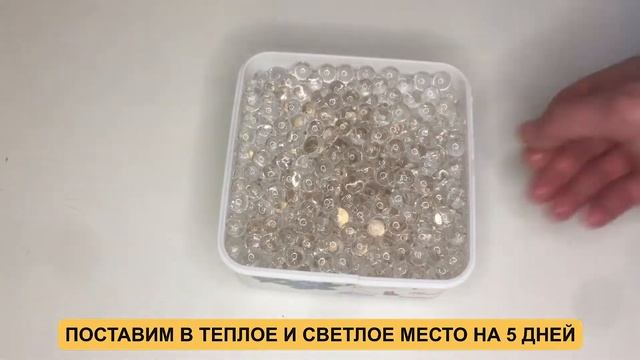 ТРАВА ДЛЯ КОШЕК БЕЗ ЗЕМЛИ | ВЫРАСТИЛИ ТРАВУ В ОРБИЗАХ
