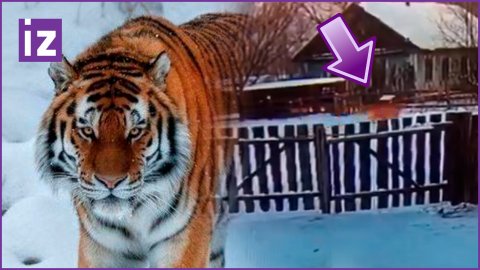 Сломал забор и гулял между домами: амурский тигр напугал жителей села Бичевая в Хабаровском крае