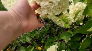 HYDRANGEA PANICULATA 'POLAR BEAR', ГОРТЕНЗИЯ МЕТЕЛЬЧАТАЯ 'ПОЛАР БЕР'