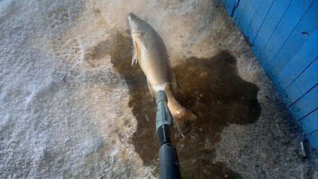 Чистка судака кёрхером.mp4 смотреть онлайн