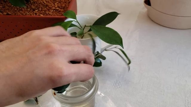 Дефолиация фикуса ретузы, микрокарпа. Опыт выращивания фикусов.