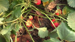 Урожай клубники, всего собрали 119 л ягод.