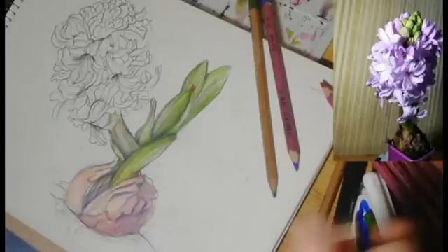 Рисуем гиацинт, заполняем его цветом (акварельные цветные карандаши) смотреть онлайн
