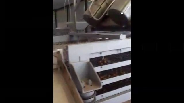 Наима Плюс грецкий орех-ядро очищенный Кыргызстан. Ceviz Walnut