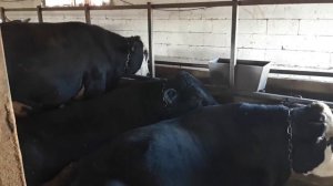 Бык на откорме перестал есть корм, вздутие живота , понос 23.09.2021г.fattening bulls